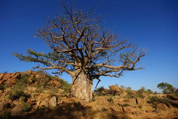 Central, Botswana