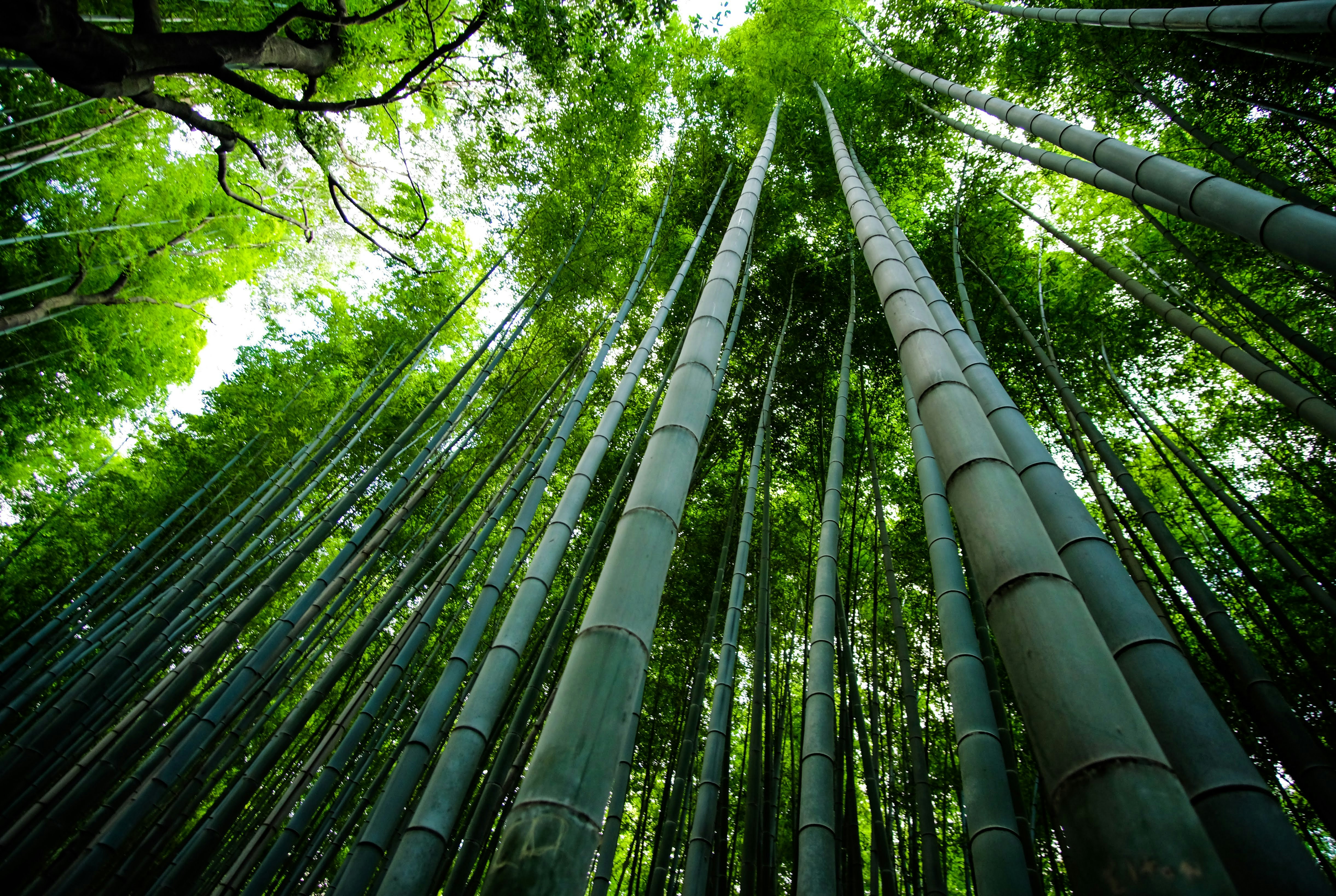 The Bamboo Forest Trail