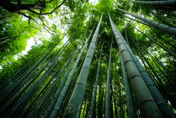 The Bamboo Forest Trail