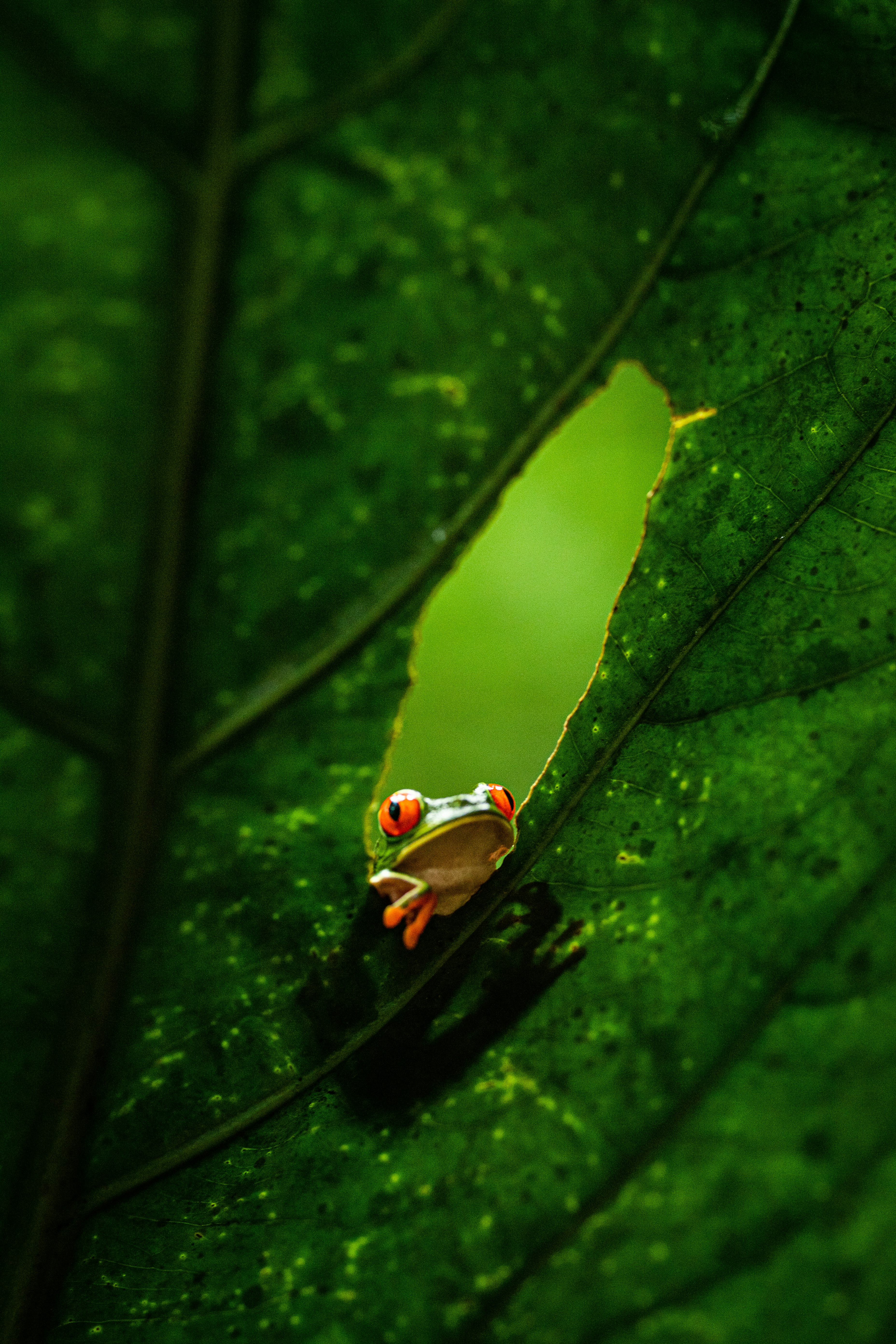 Orosi, Cartago, Costa Rica