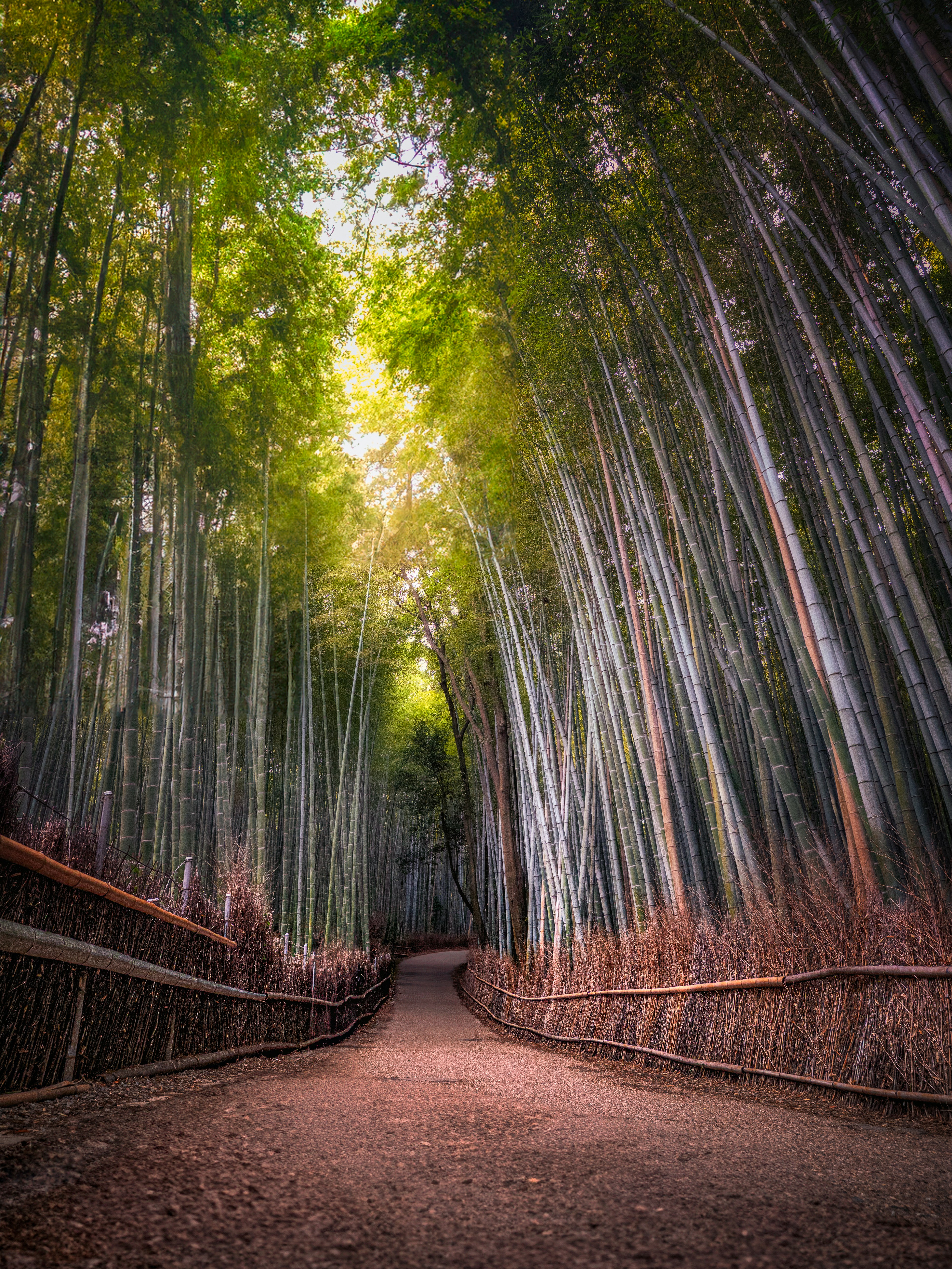 Path of Bamboo Grove