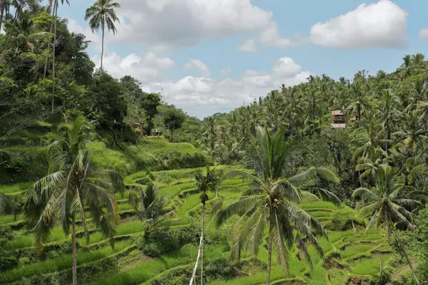 Rice Terrace