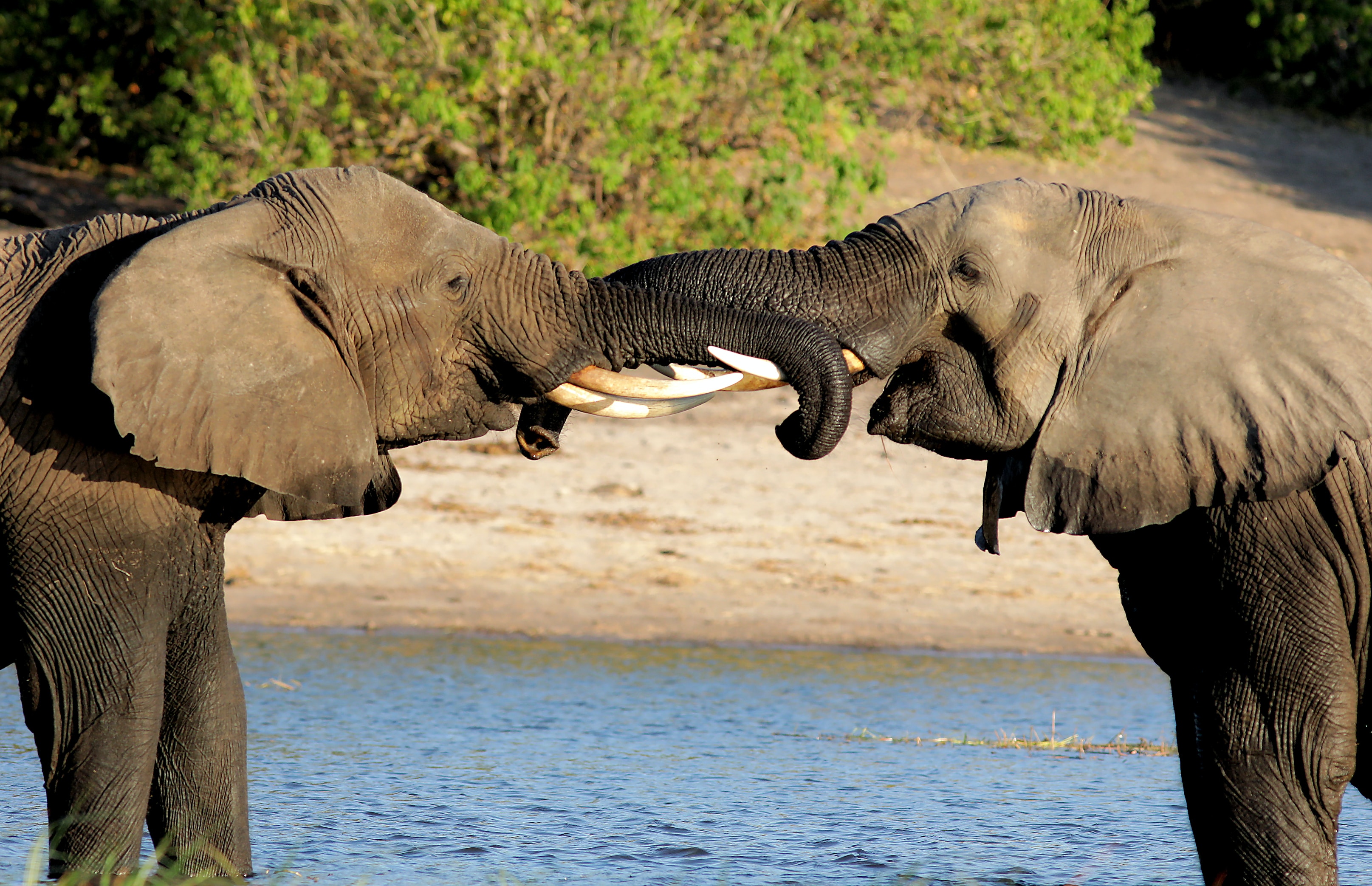 Chobe National Park