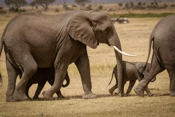 Kajiado, Kenya