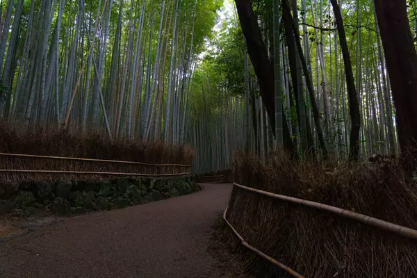 Path of Bamboo Grove