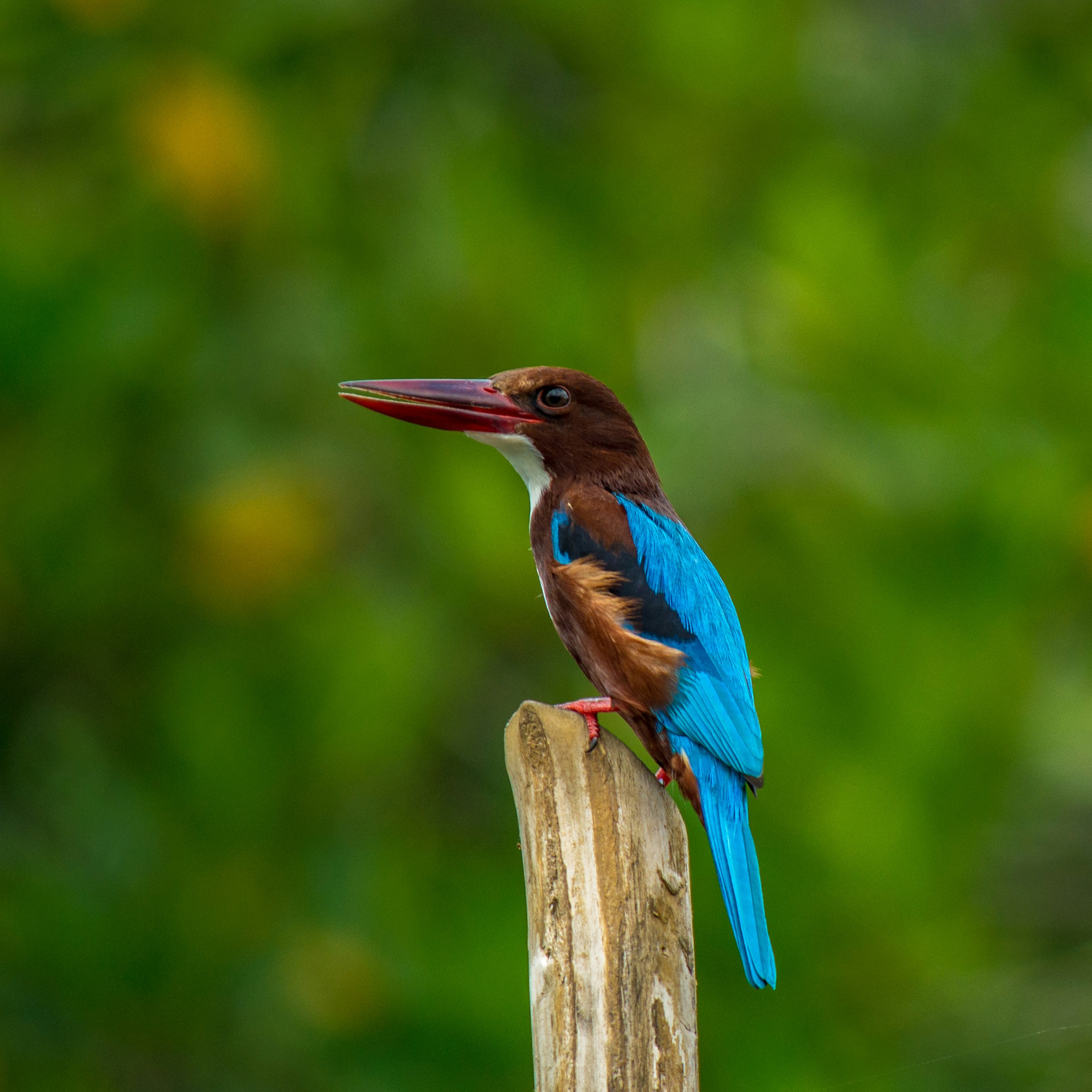 Enderamulla Road, Maha Ambalangoda, Sri Lanka