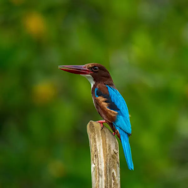 Enderamulla Road, Maha Ambalangoda, Sri Lanka