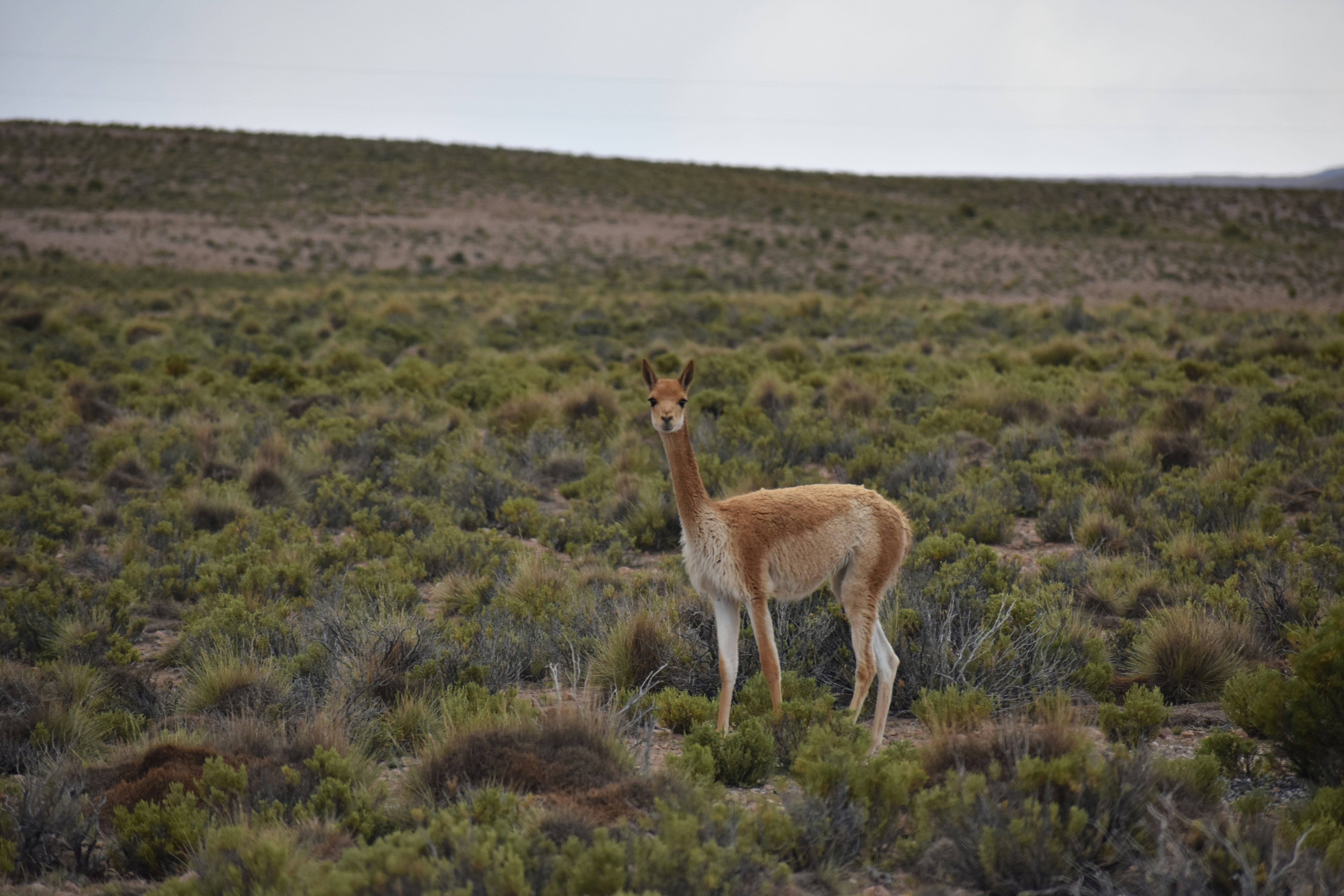 San Pedro de Totora, Oruro, Bolivia