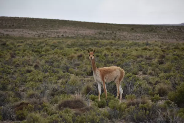 San Pedro de Totora, Oruro, Bolivia