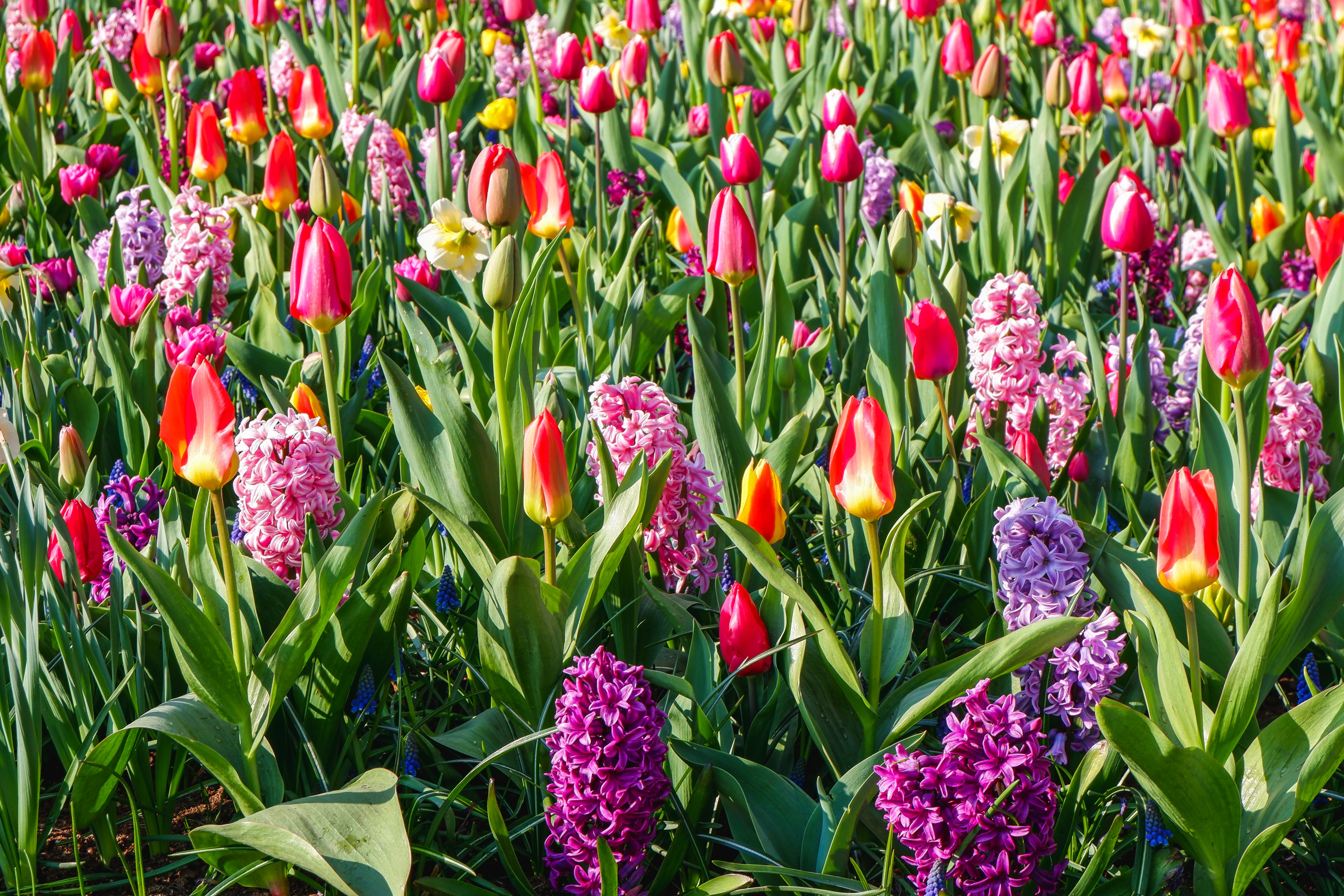 Keukenhof