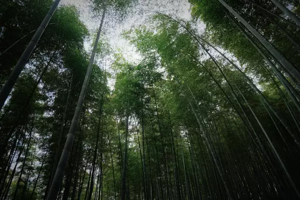 Path of Bamboo Grove