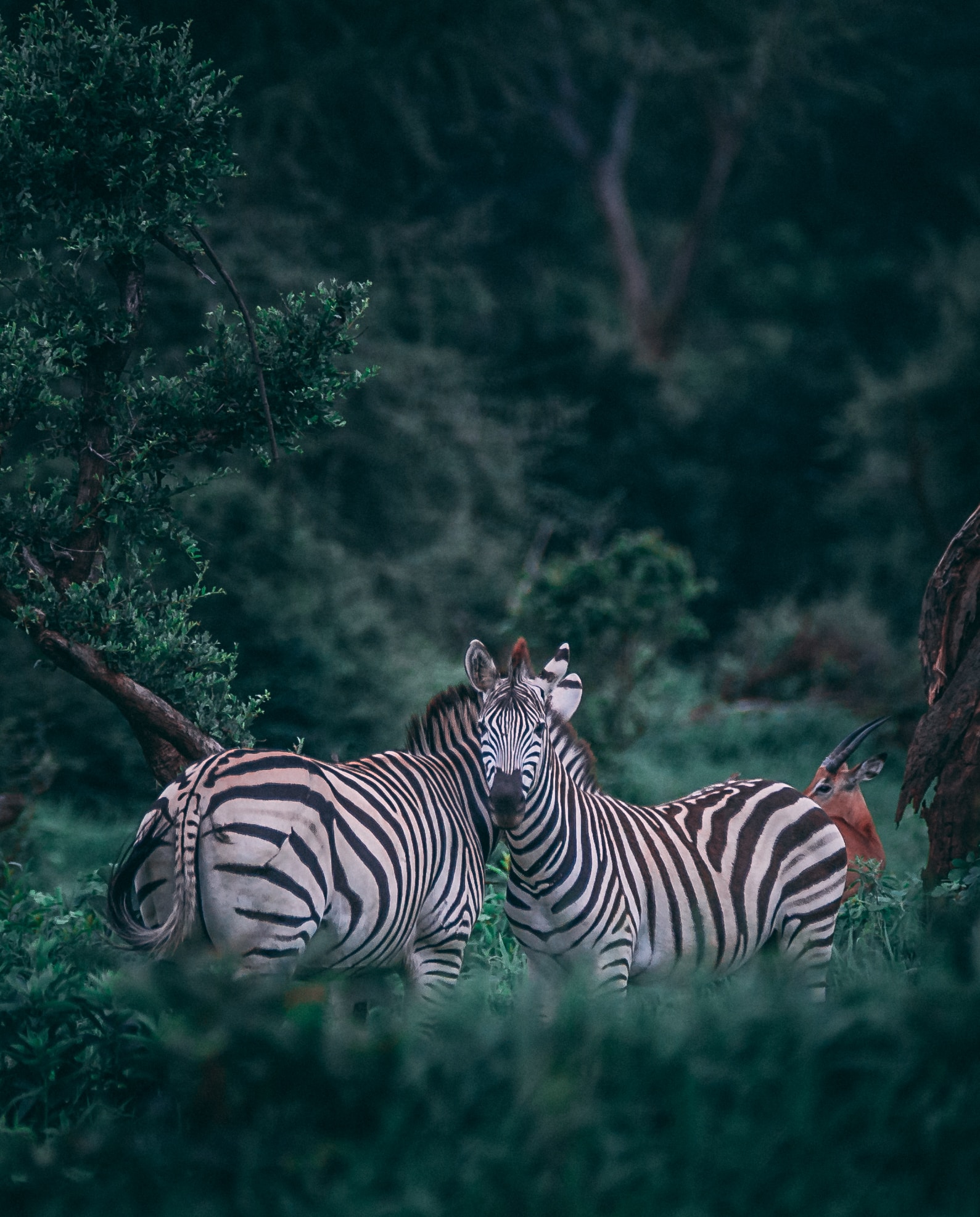 Chobe, Botswana