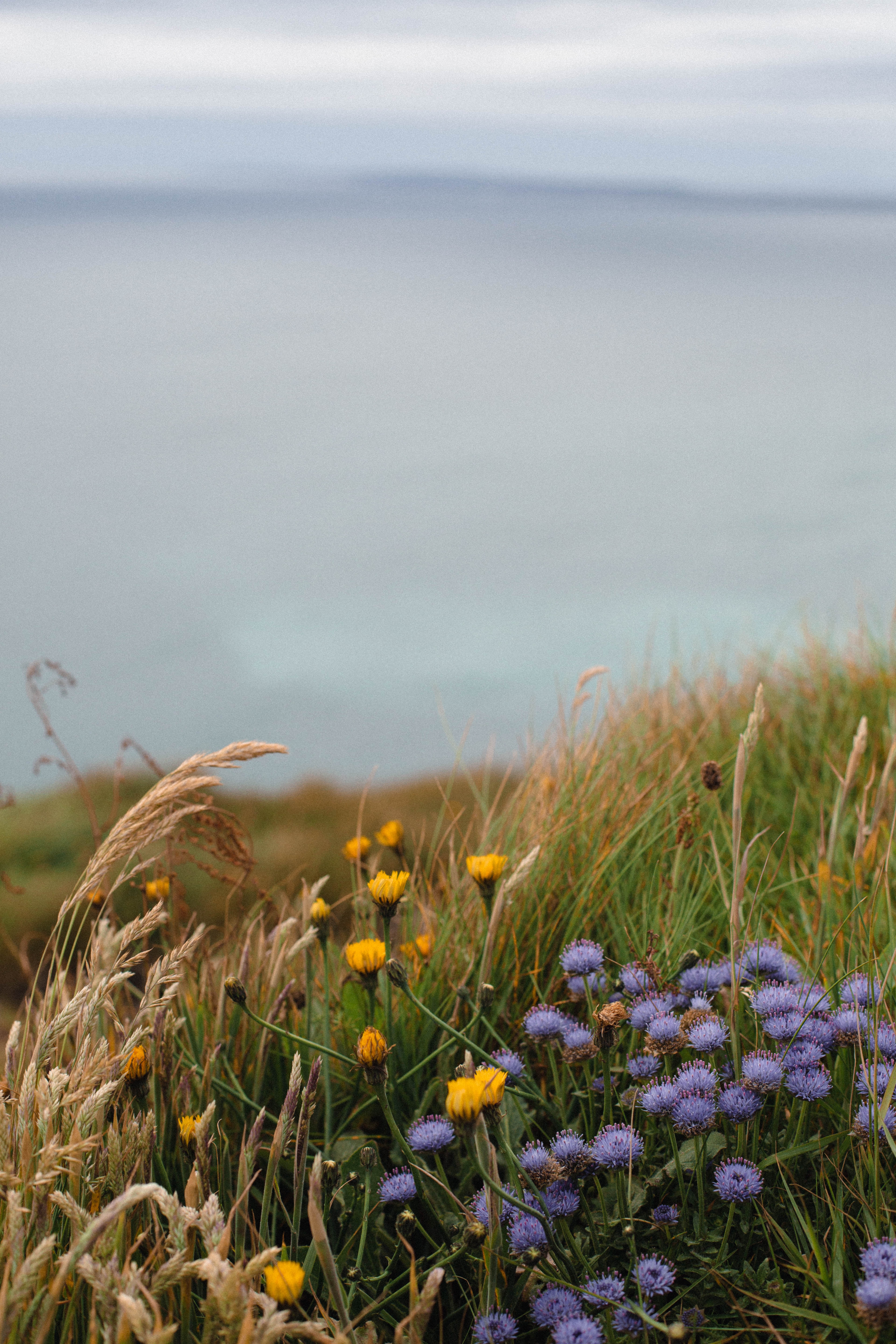 The Puffins Nest Café