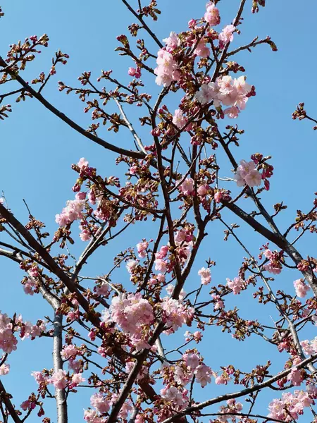 2, Uenokoen, Taito-ku, Tokyo 110-0007, Japan