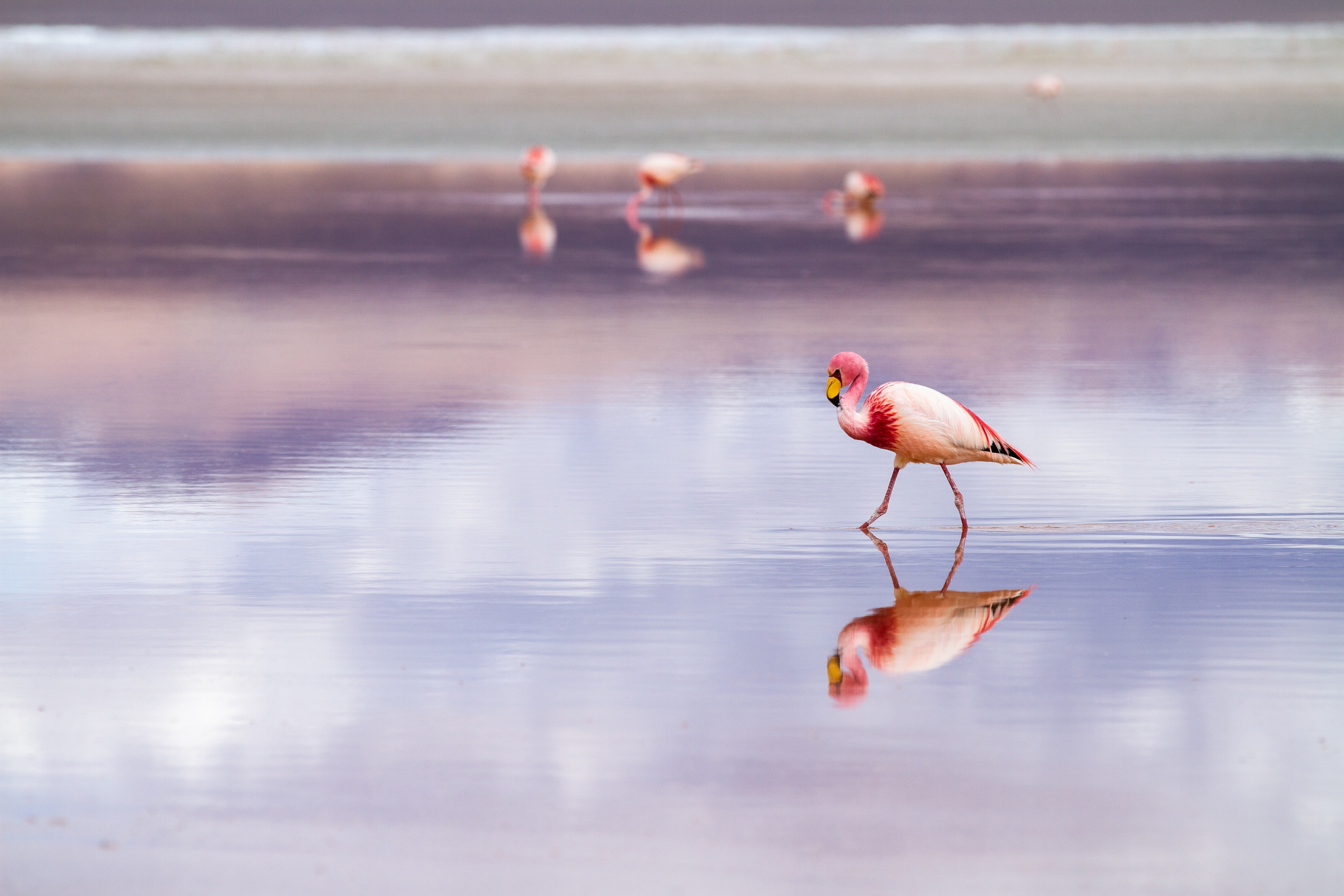 La Colorada, Colpa Bélgica, Santa Cruz, Bolivia