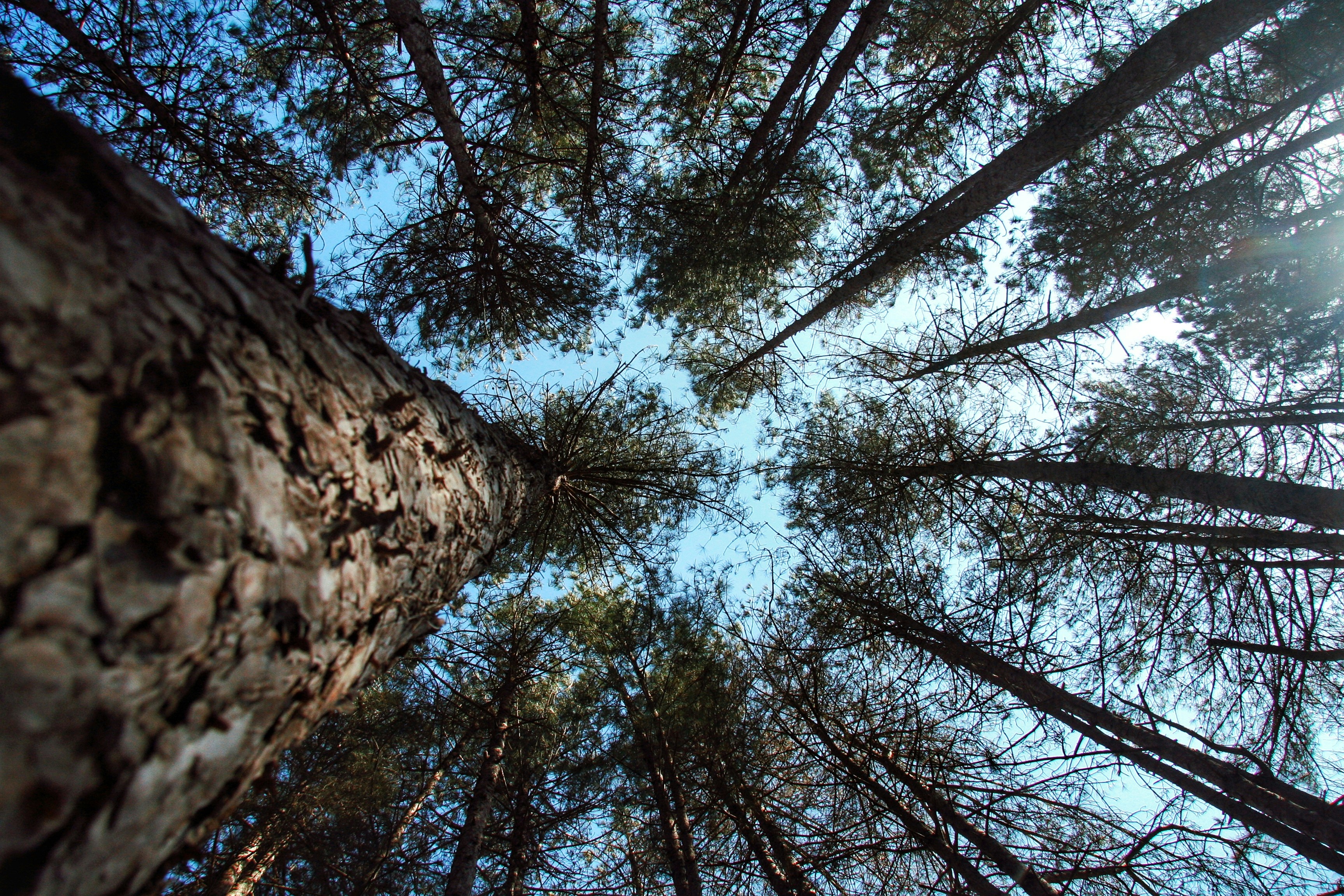 Belgrad Forest