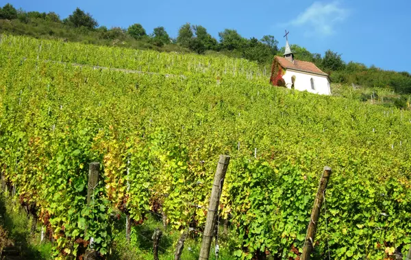 Route du Vin, 68750 Bergheim, France