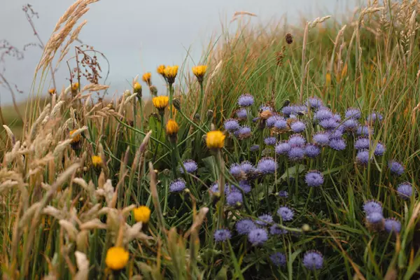 The Puffins Nest Café