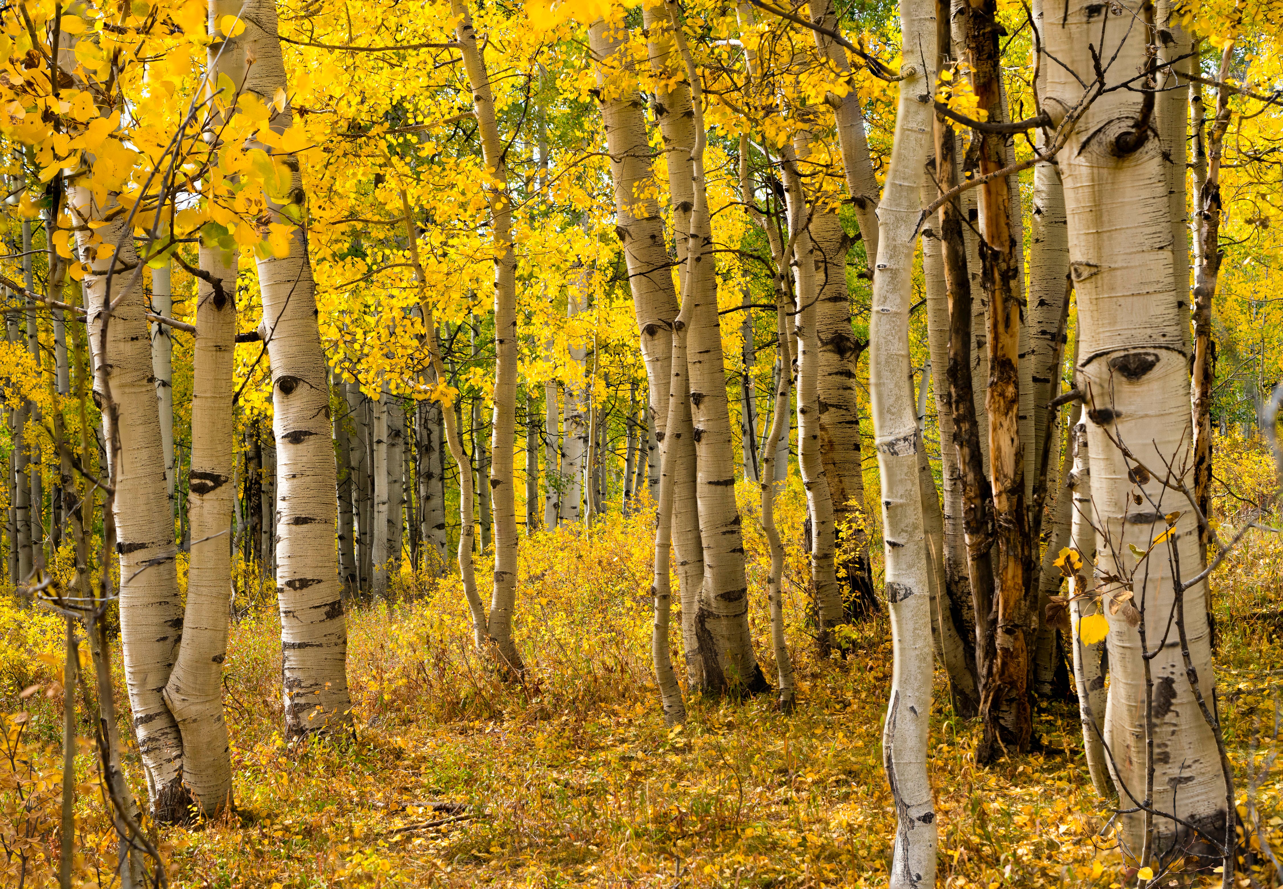 127 Elk Ave, Crested Butte, CO 81224-5008, United States