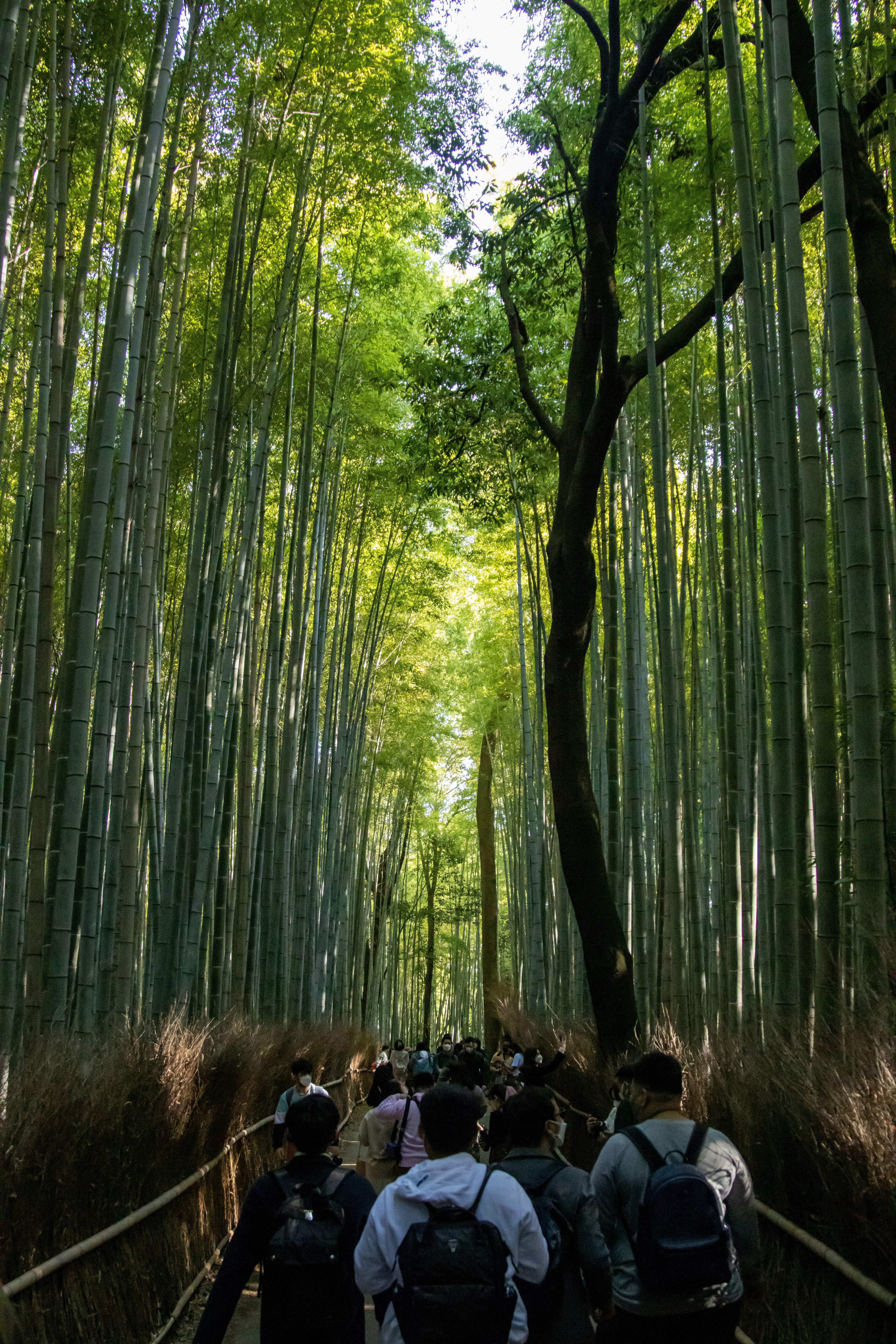 The Bamboo Forest Trail