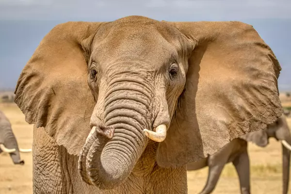 Kajiado, Kenya