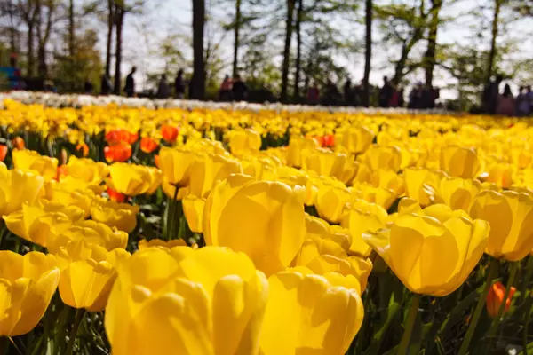 Keukenhof, 2161 Lisse, Netherlands