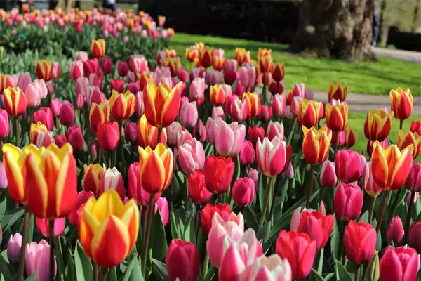 Keukenhof, 2161 Lisse, Netherlands