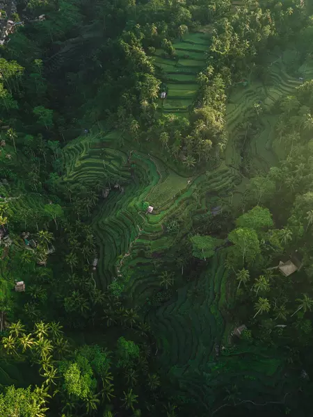 Abian Desa Rice Terrace