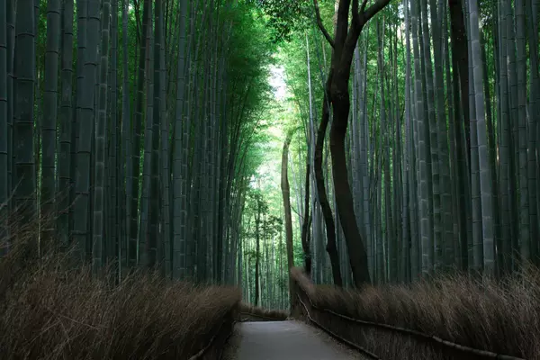 The Bamboo Forest Trail