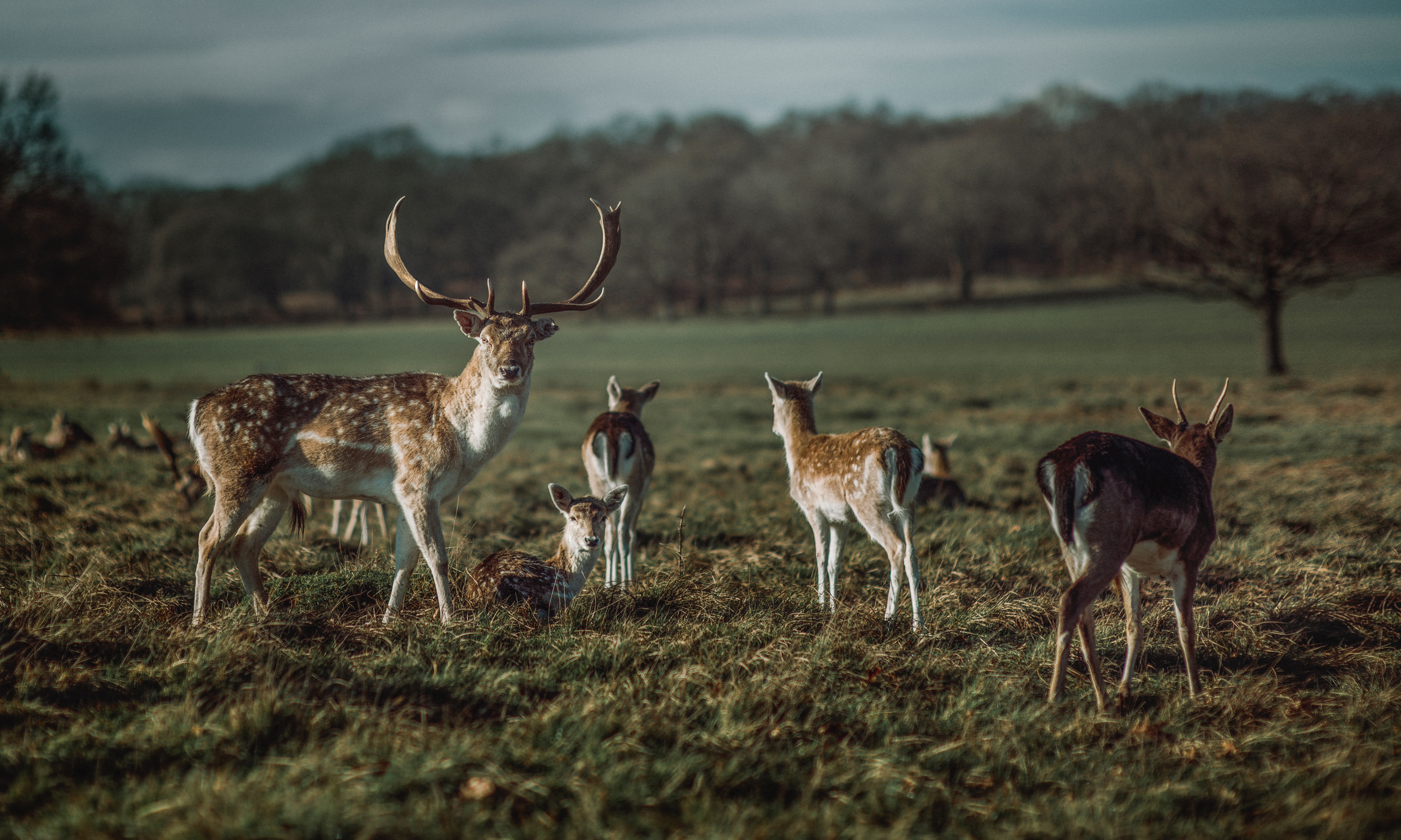 Richmond Park, Burnaby, BC, Canada