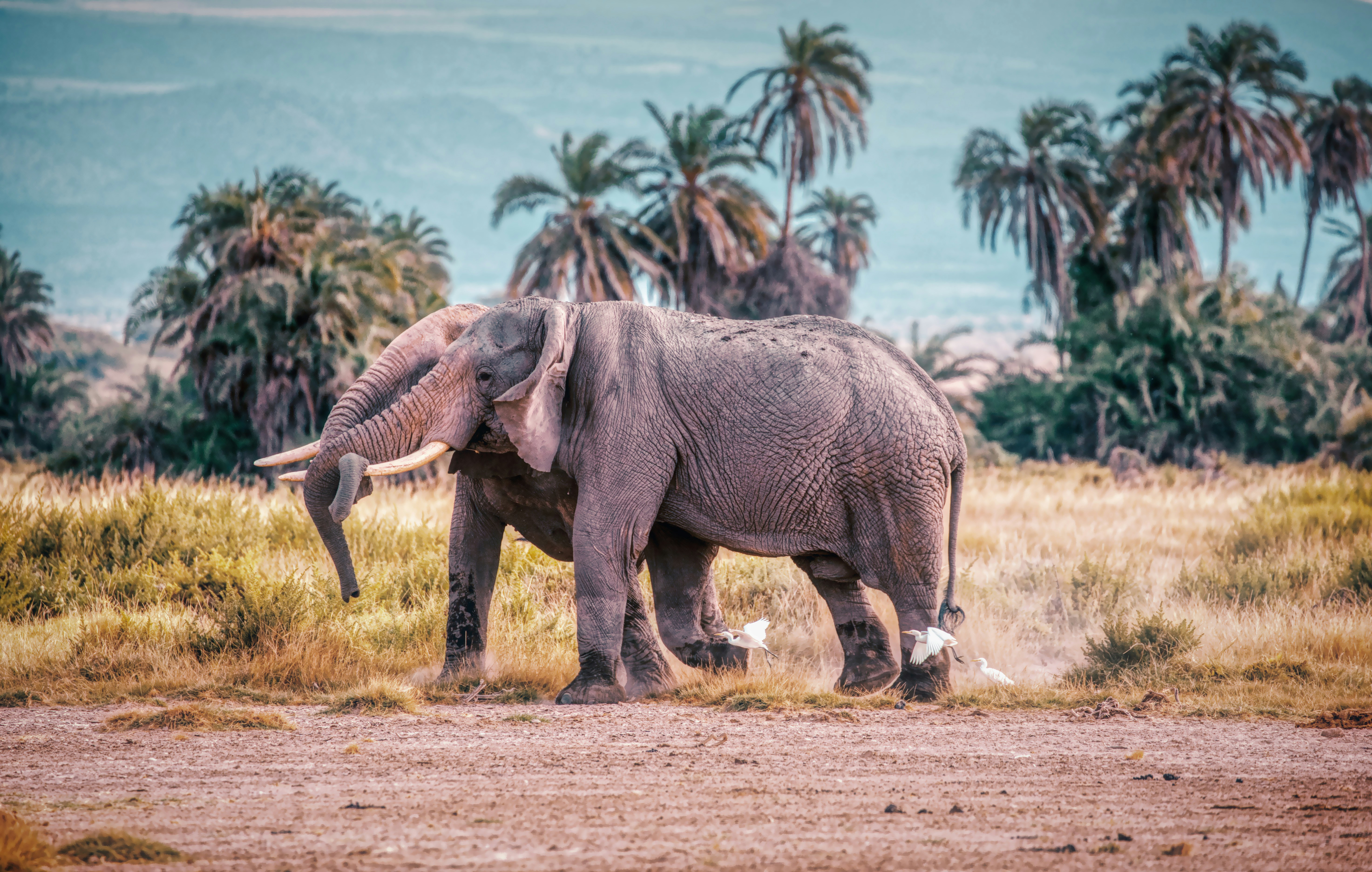 Kajiado, Kenya