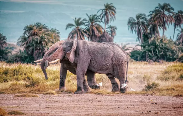 Kajiado, Kenya