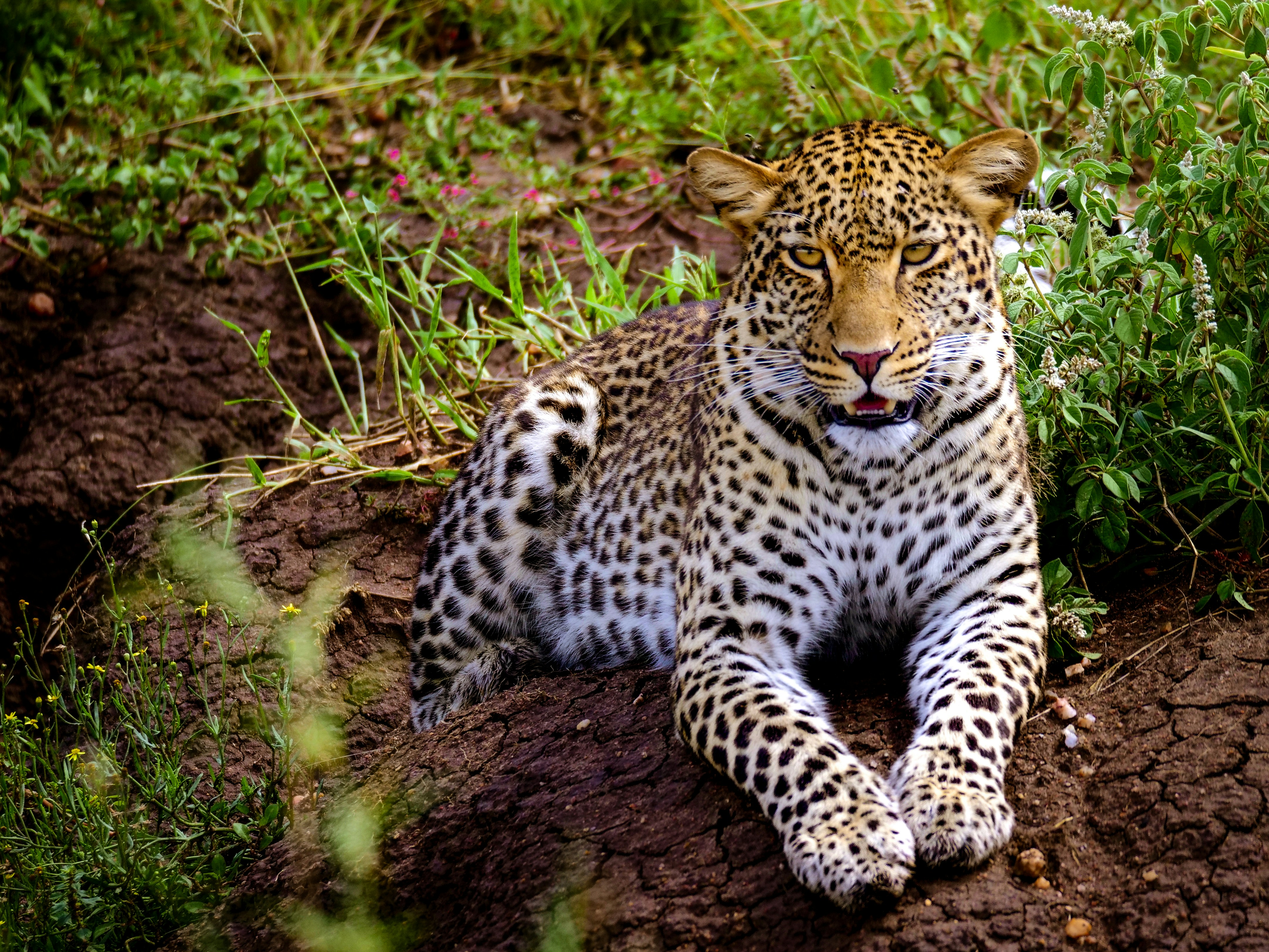 Serengeti, Mara, Tanzania