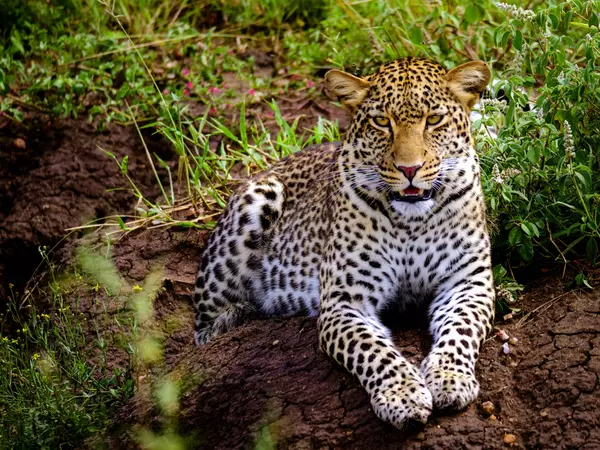 Serengeti, Mara, Tanzania