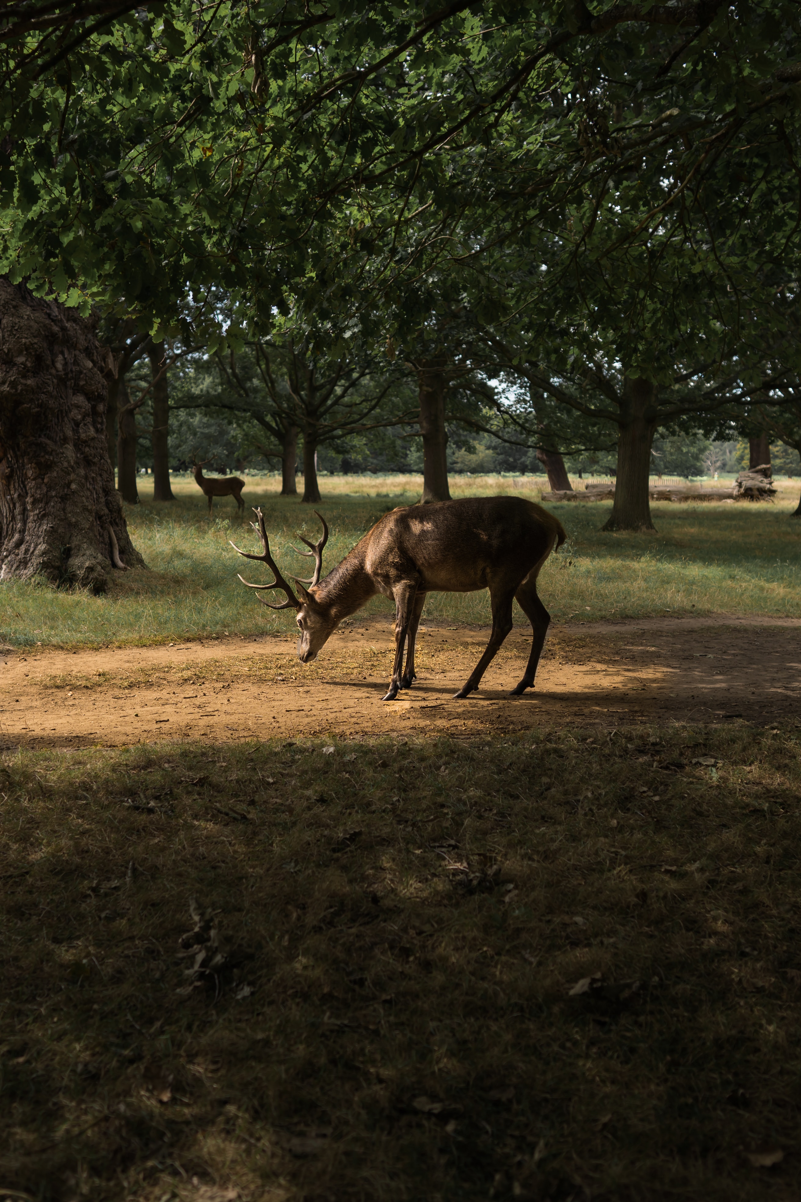 Richmond Park, Burnaby, BC, Canada