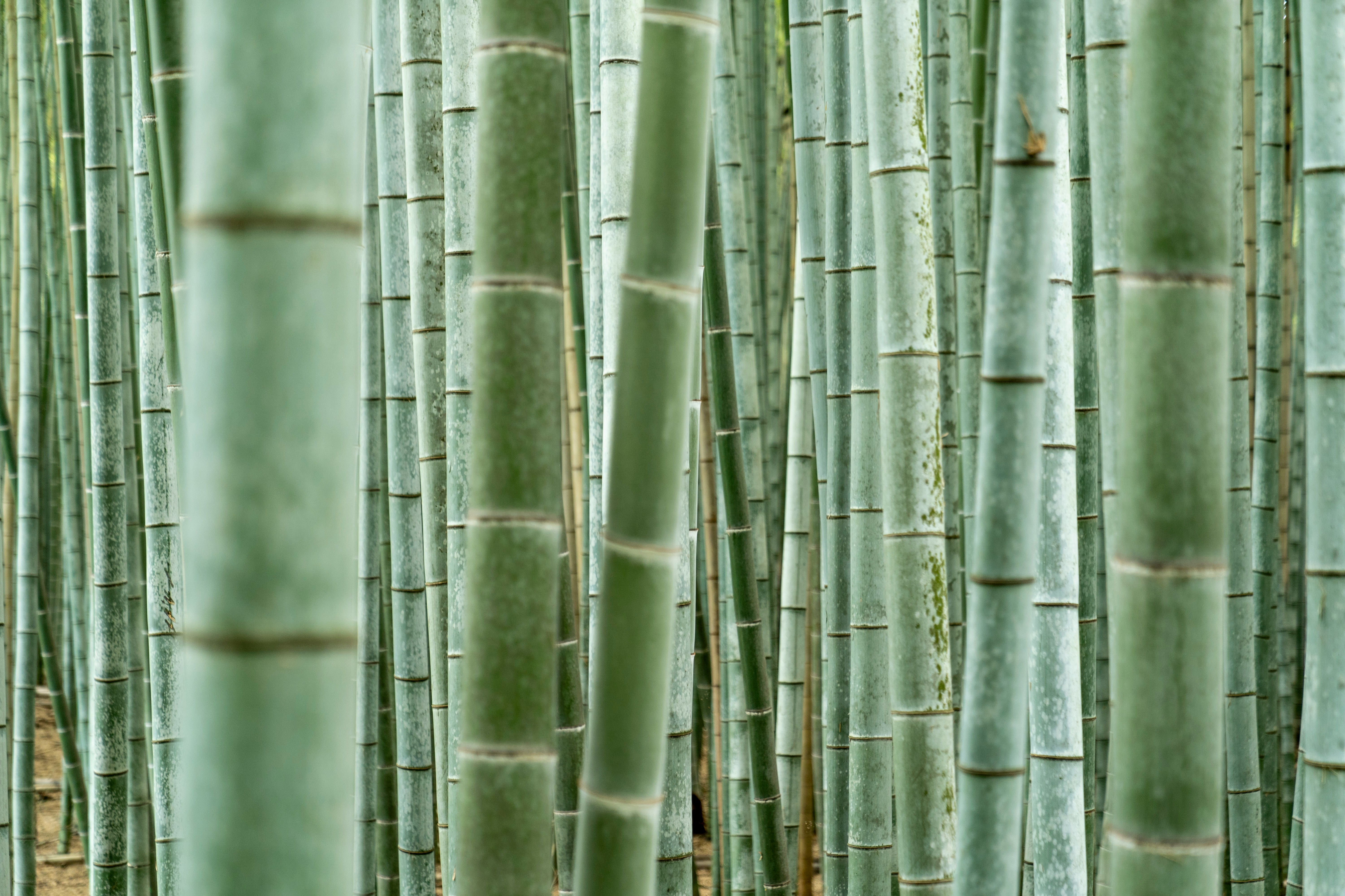 Path of Bamboo Grove