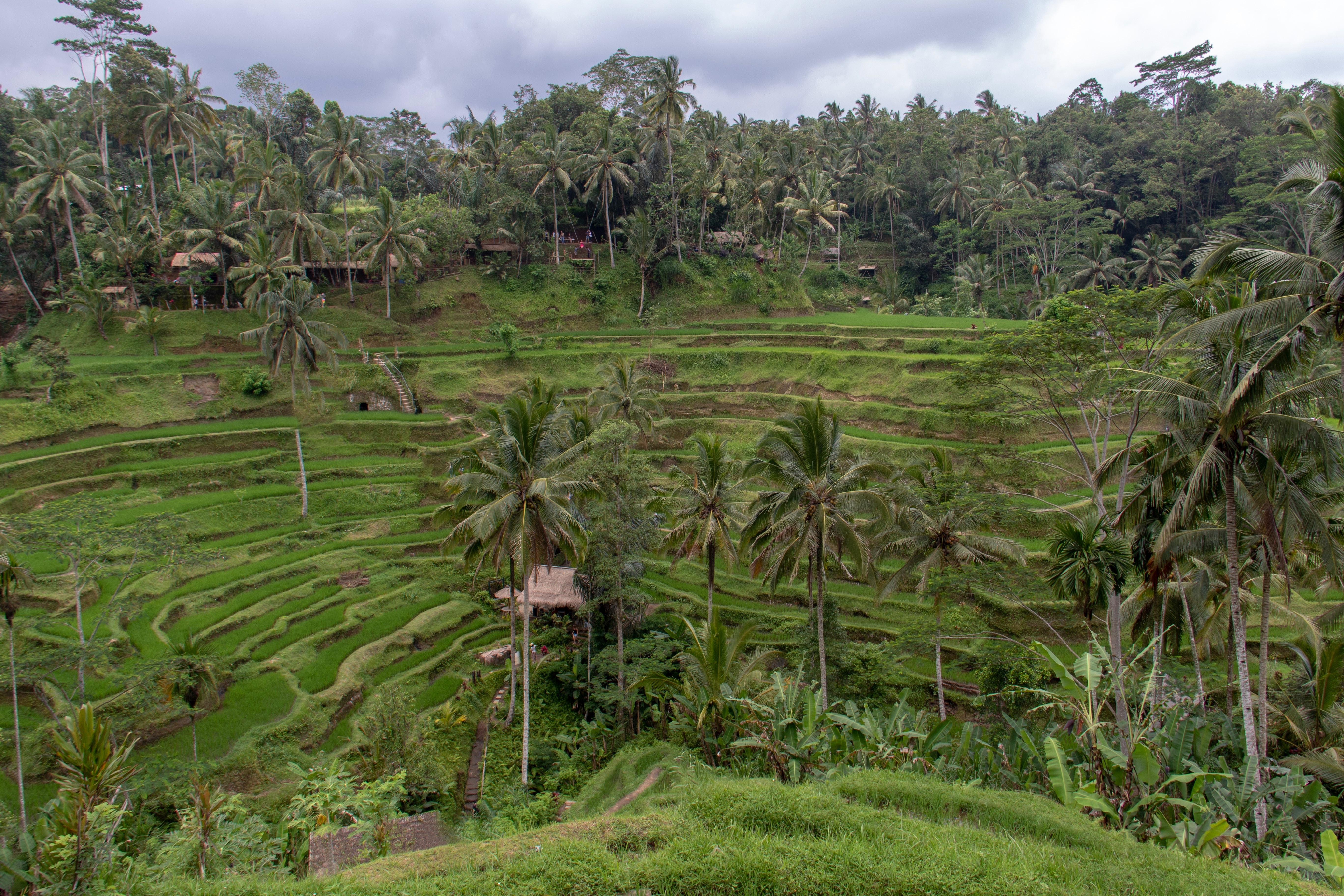 Rice Terrace