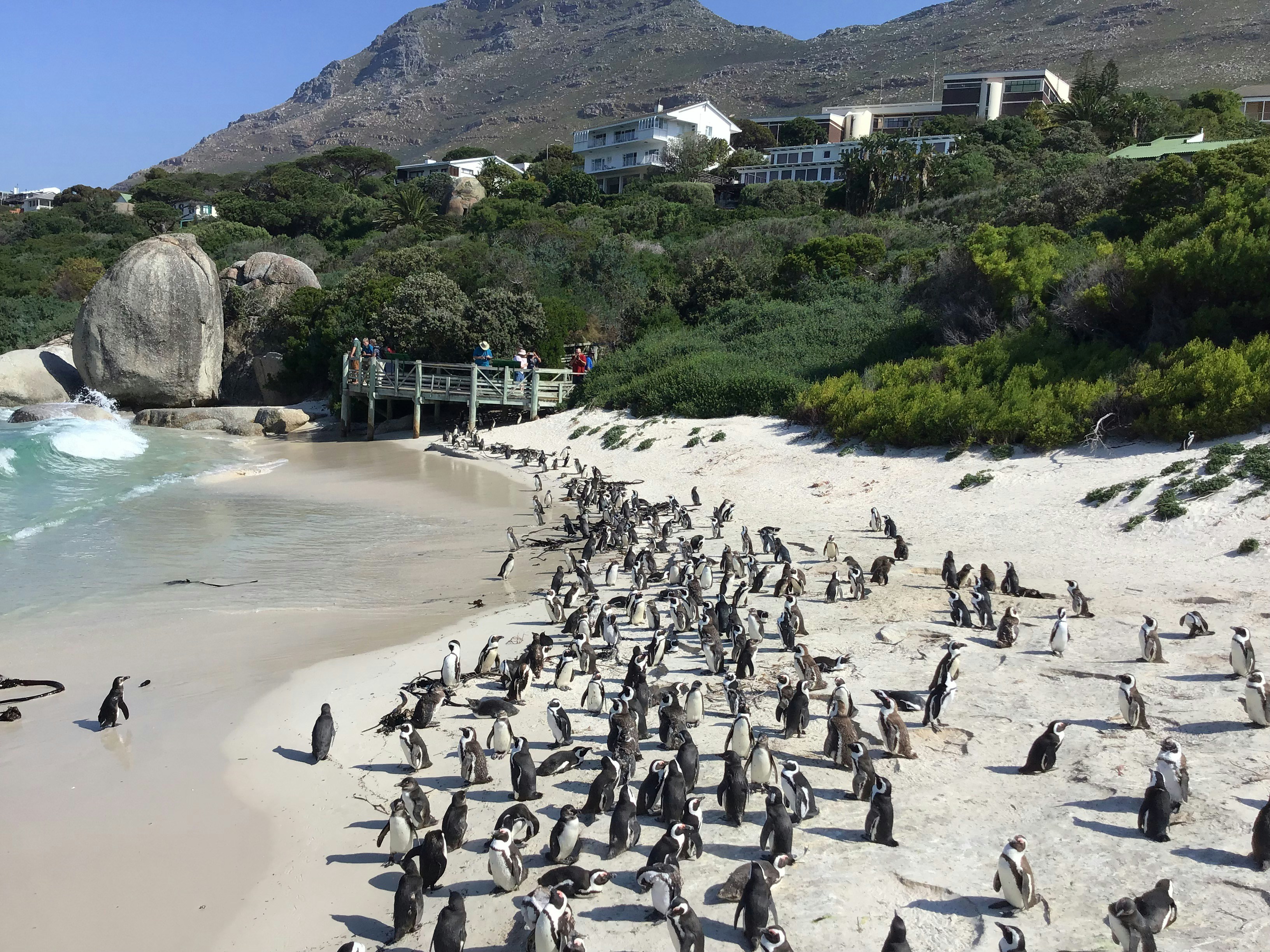 Boulder's Beach