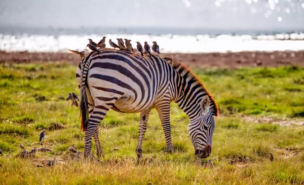 Kajiado, Kenya