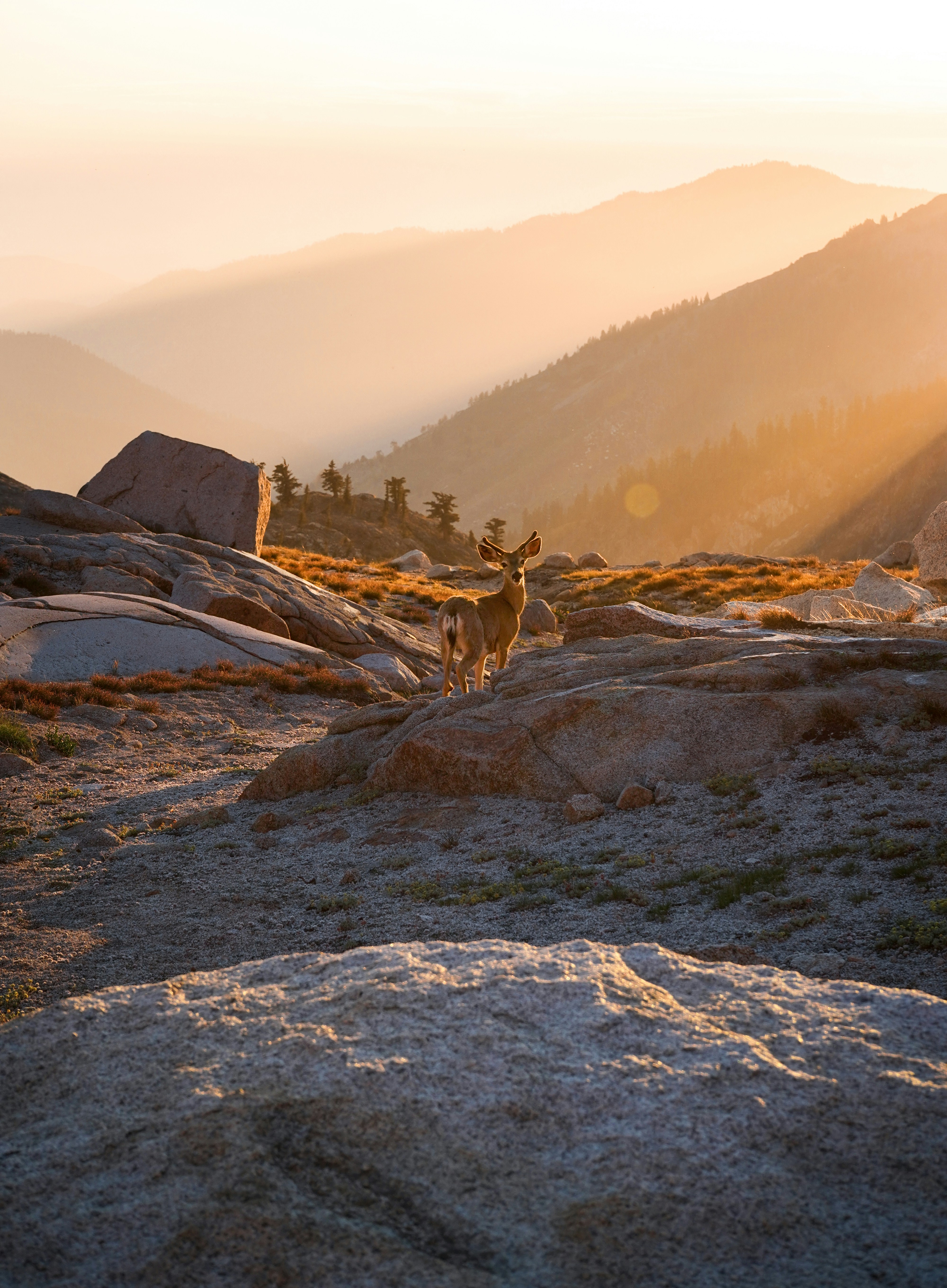 51609 Mineral King Rd, Sequoia National Park, CA 93262, United States