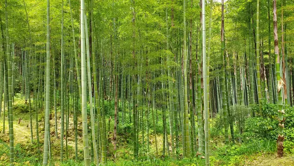 Path of Bamboo Grove