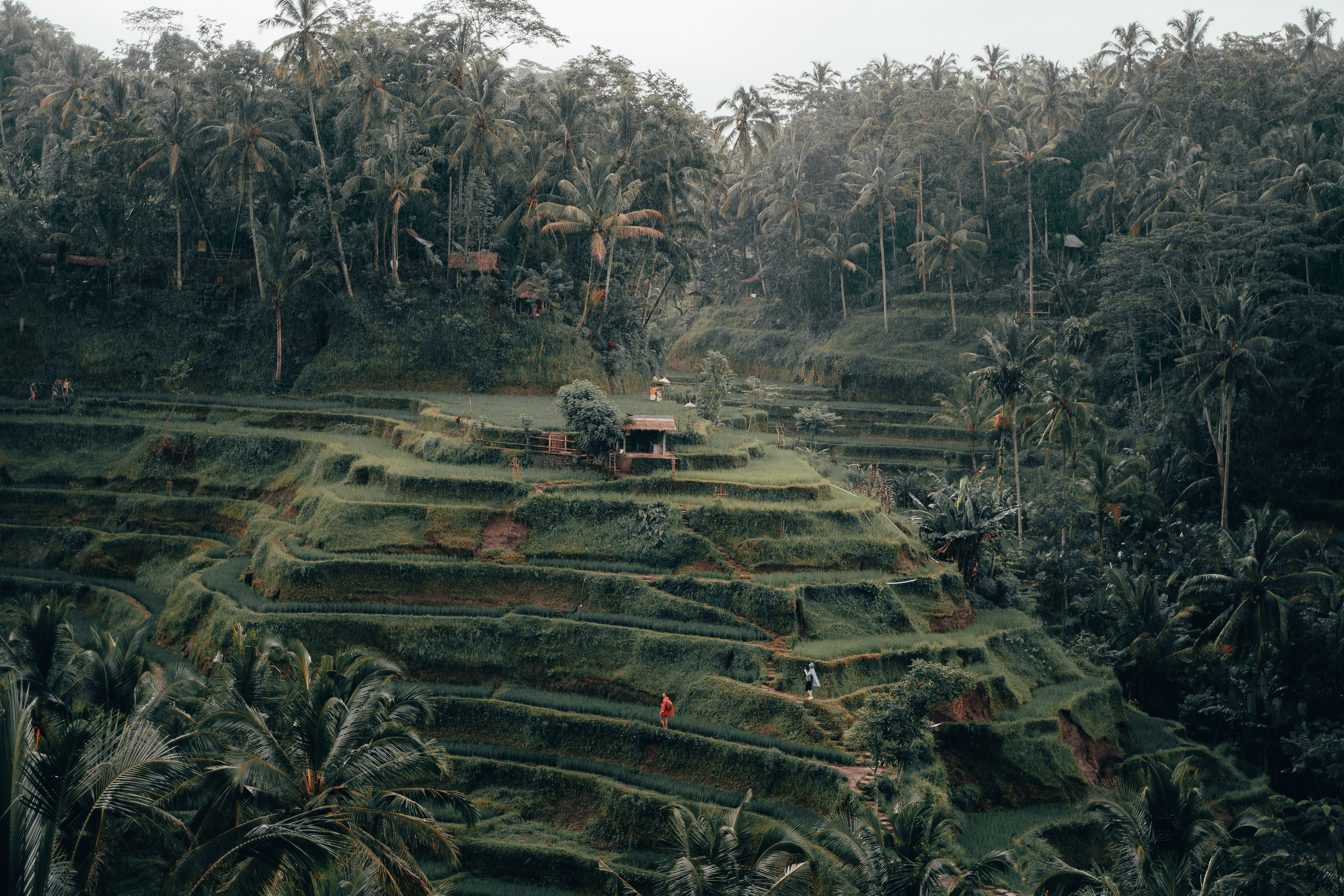 Rice Terrace