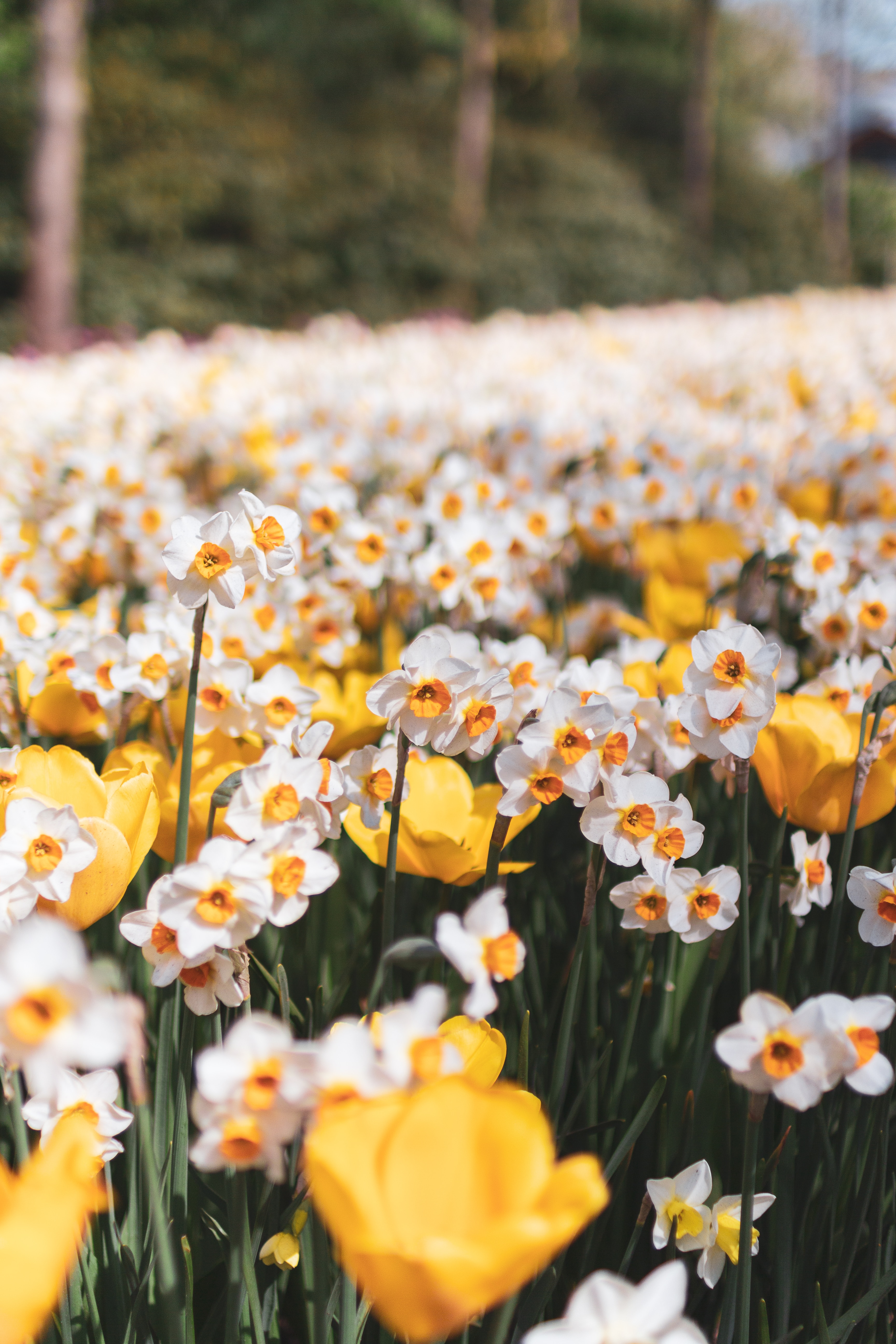 Keukenhof, 2161 Lisse, Netherlands