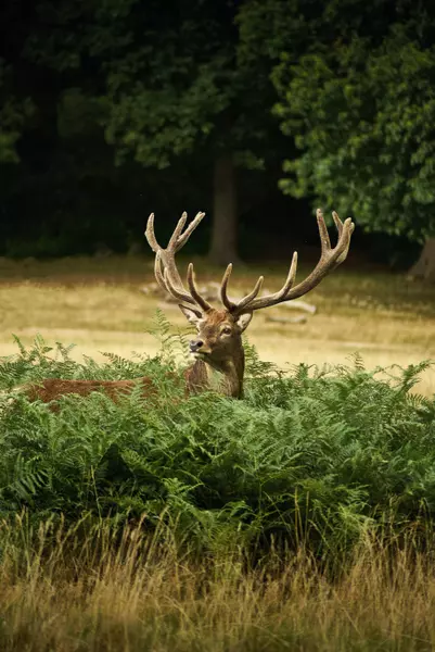 Richmond Park Road, London, SW14 8, United Kingdom