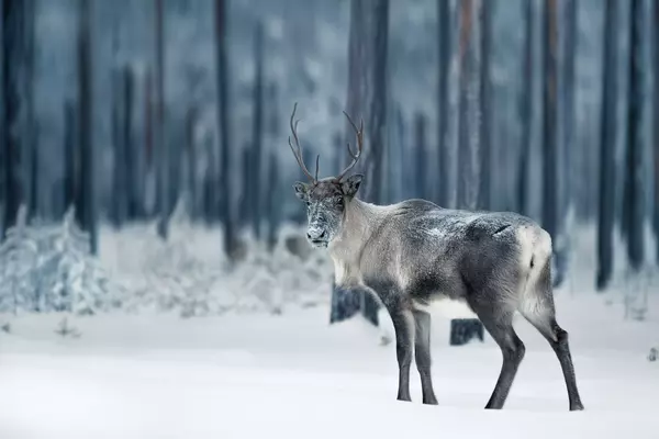 Sodankylä, Lapland, Finland