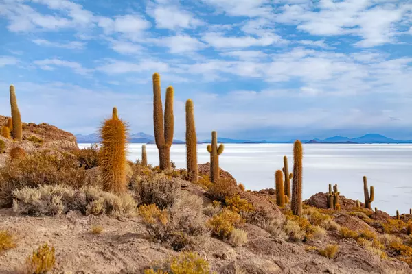 Uyuni (Thola Pampa), Potosí, Bolivia