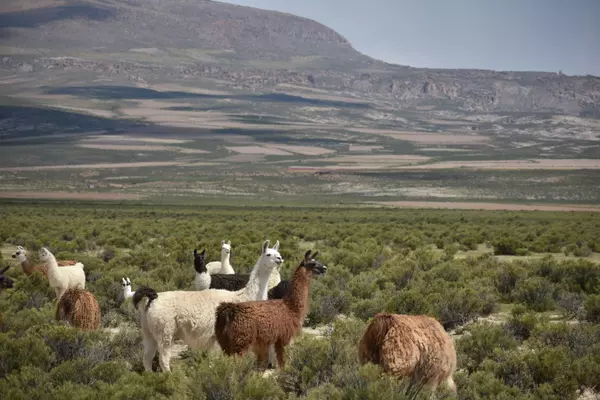 San Pedro de Totora, Oruro, Bolivia