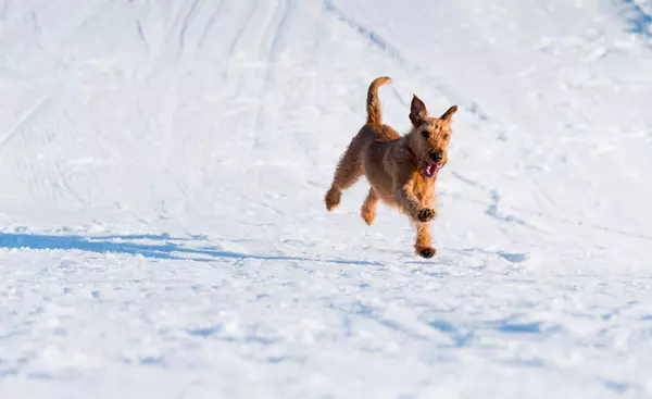 Hundskogelalm