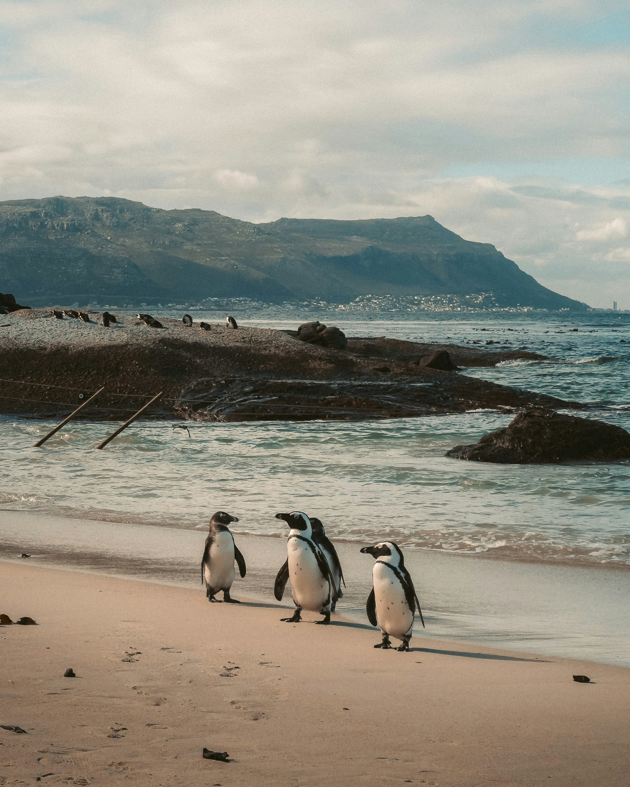 Boulders, Simon's Town, Western Cape, South Africa