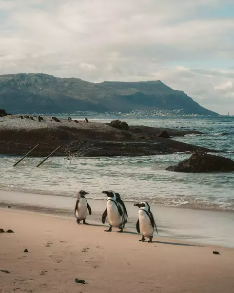 Boulders, Simon's Town, Western Cape, South Africa